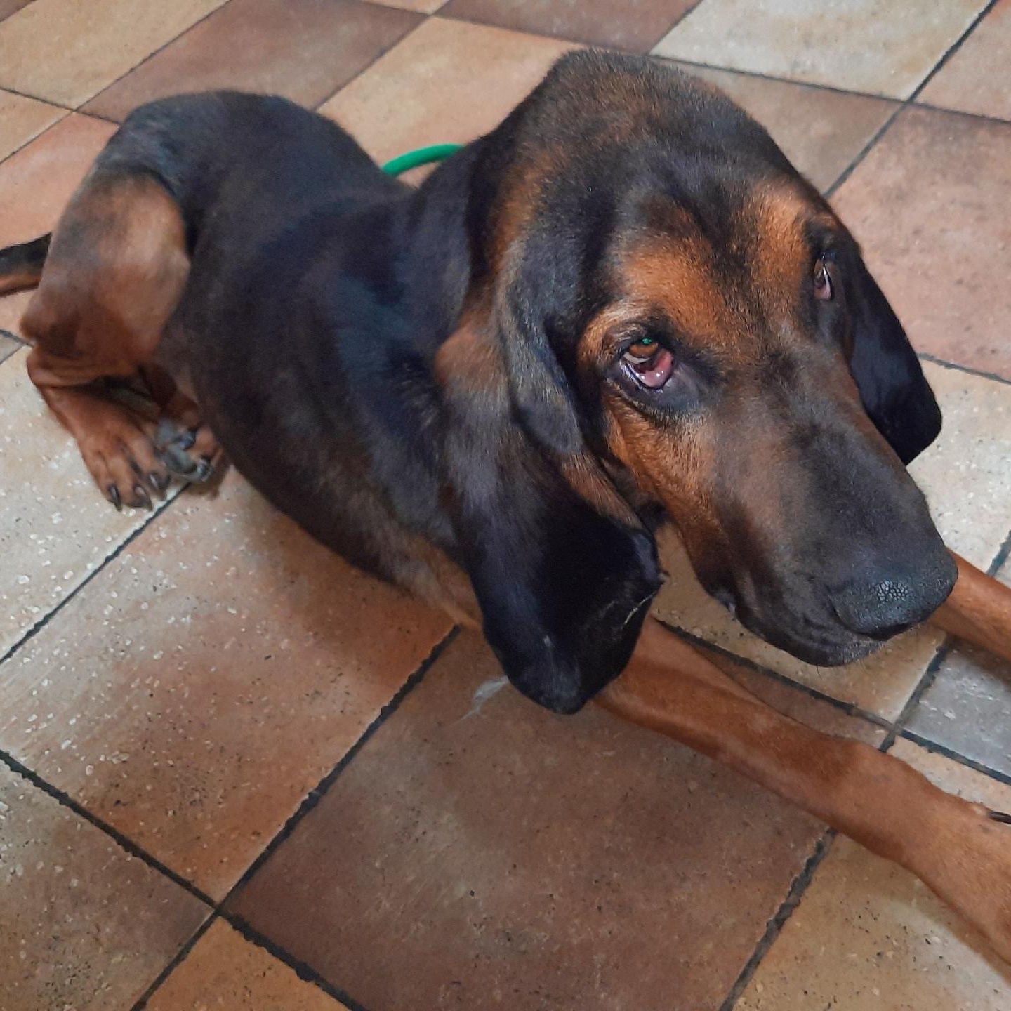 Enlarge Roscoe, a Adoptable Bloodhound in Port Saint Lucie, FL image 2/6