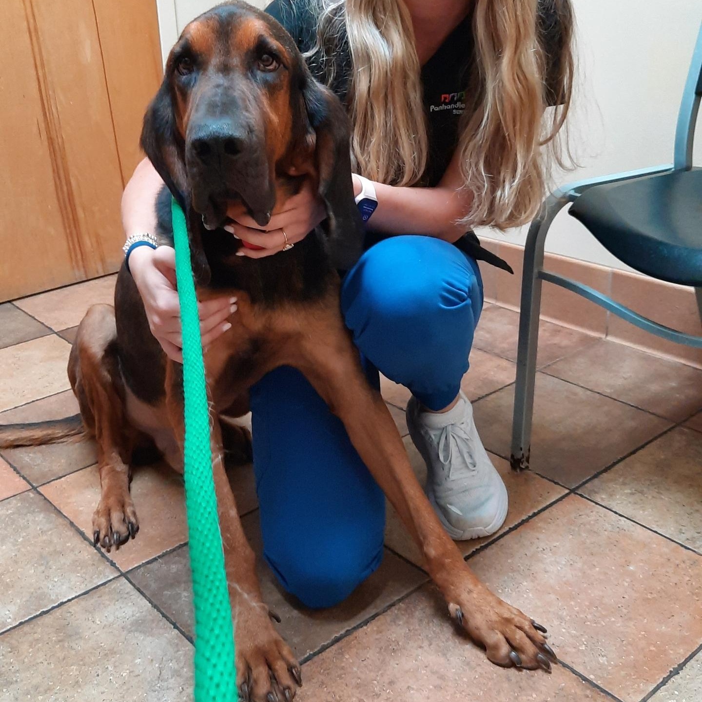 Roscoe, Adoptable, Young Male Bloodhound.