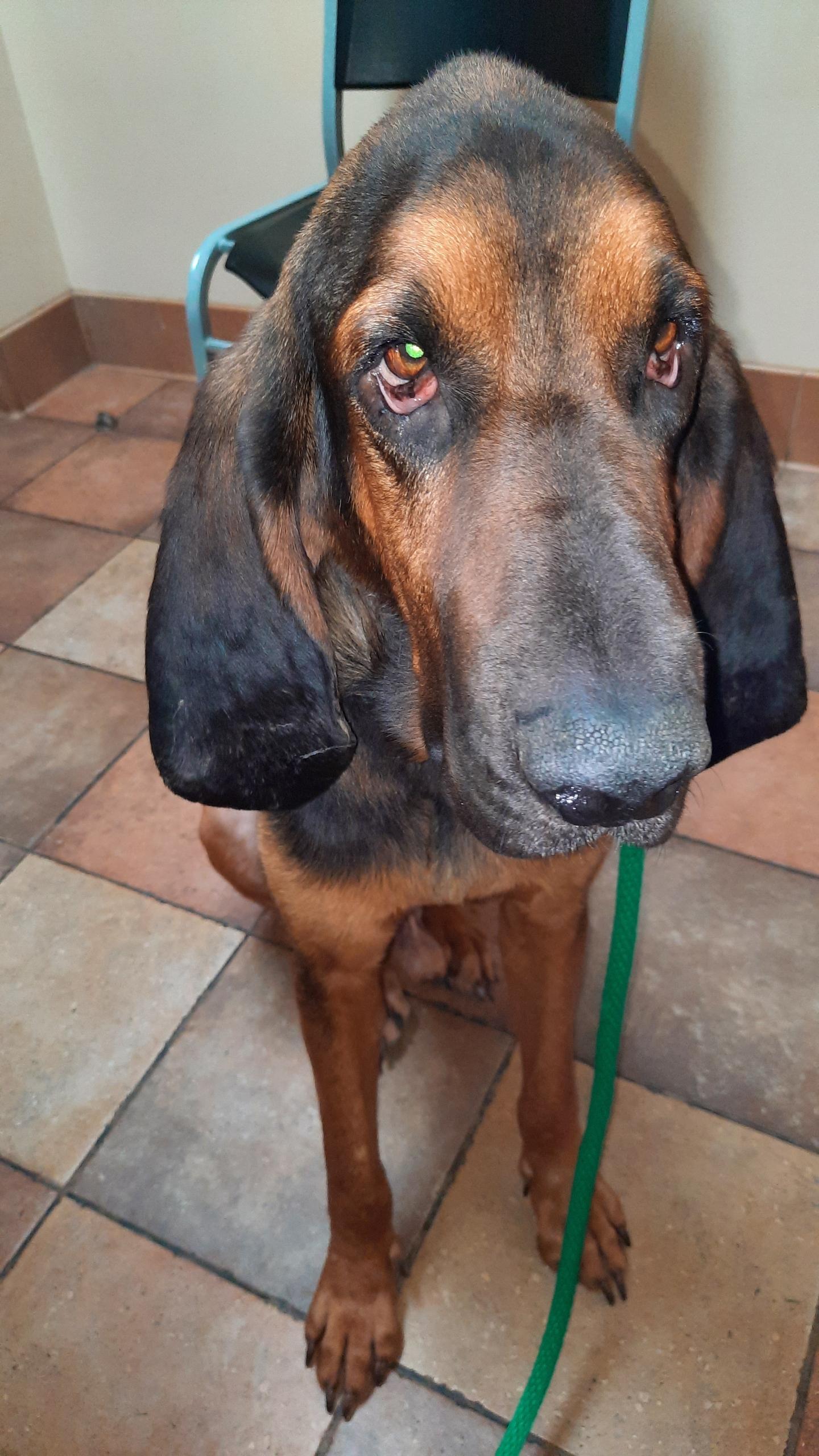 Enlarge Roscoe, a Adoptable Bloodhound in Port Saint Lucie, FL image 4/6