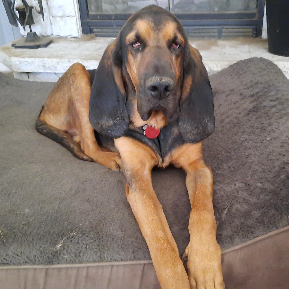 Enlarge Roscoe, a Adoptable Bloodhound in Port Saint Lucie, FL image 6/6