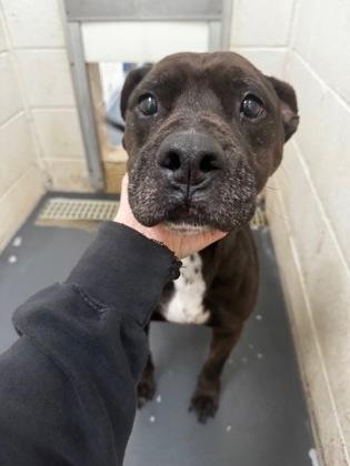 Enlarge Daisy, a Adoptable mixed breed in Clayton, GA image 1/1