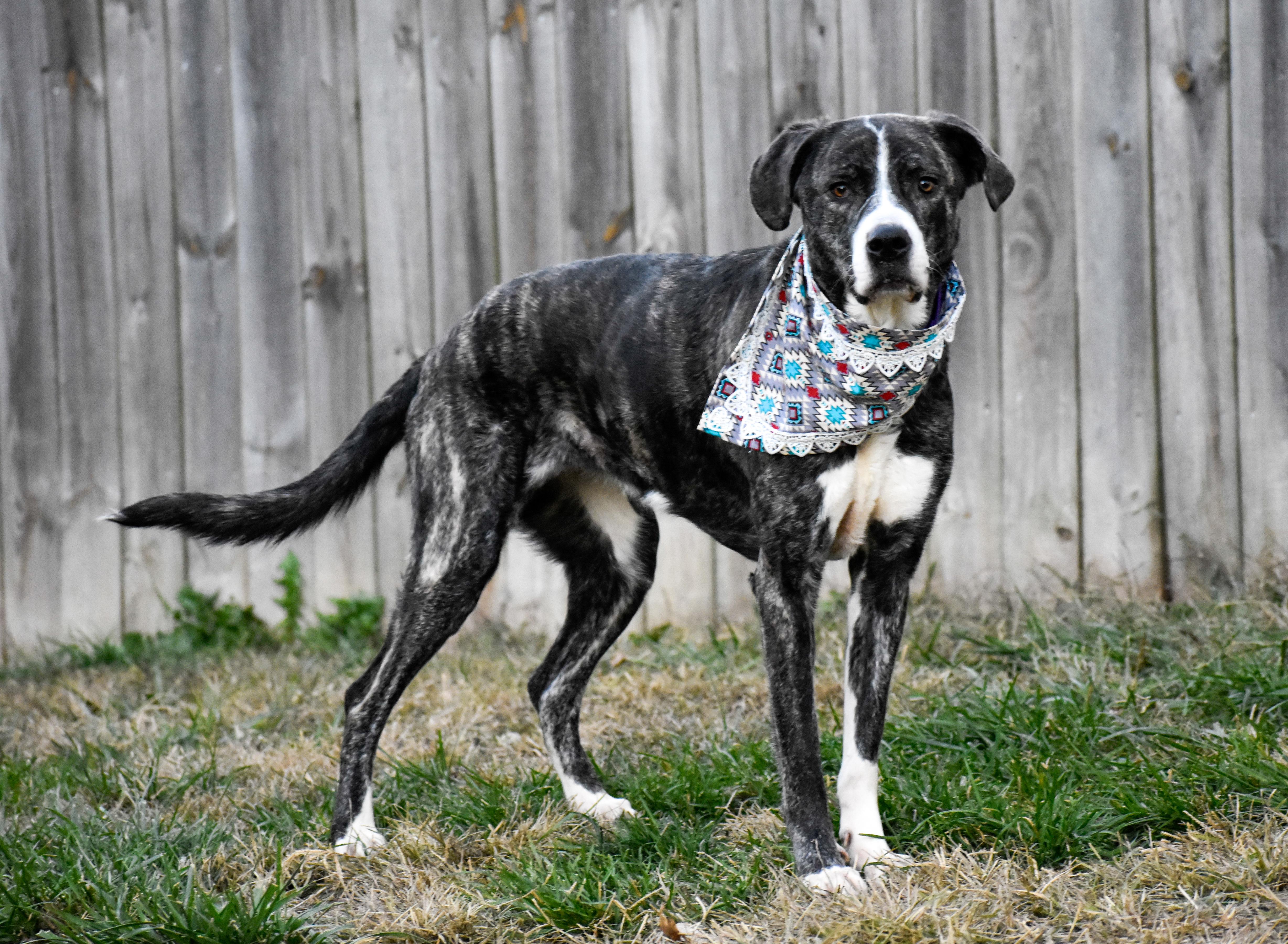 Celine, Adoptable, Adult Female Mixed Breed.