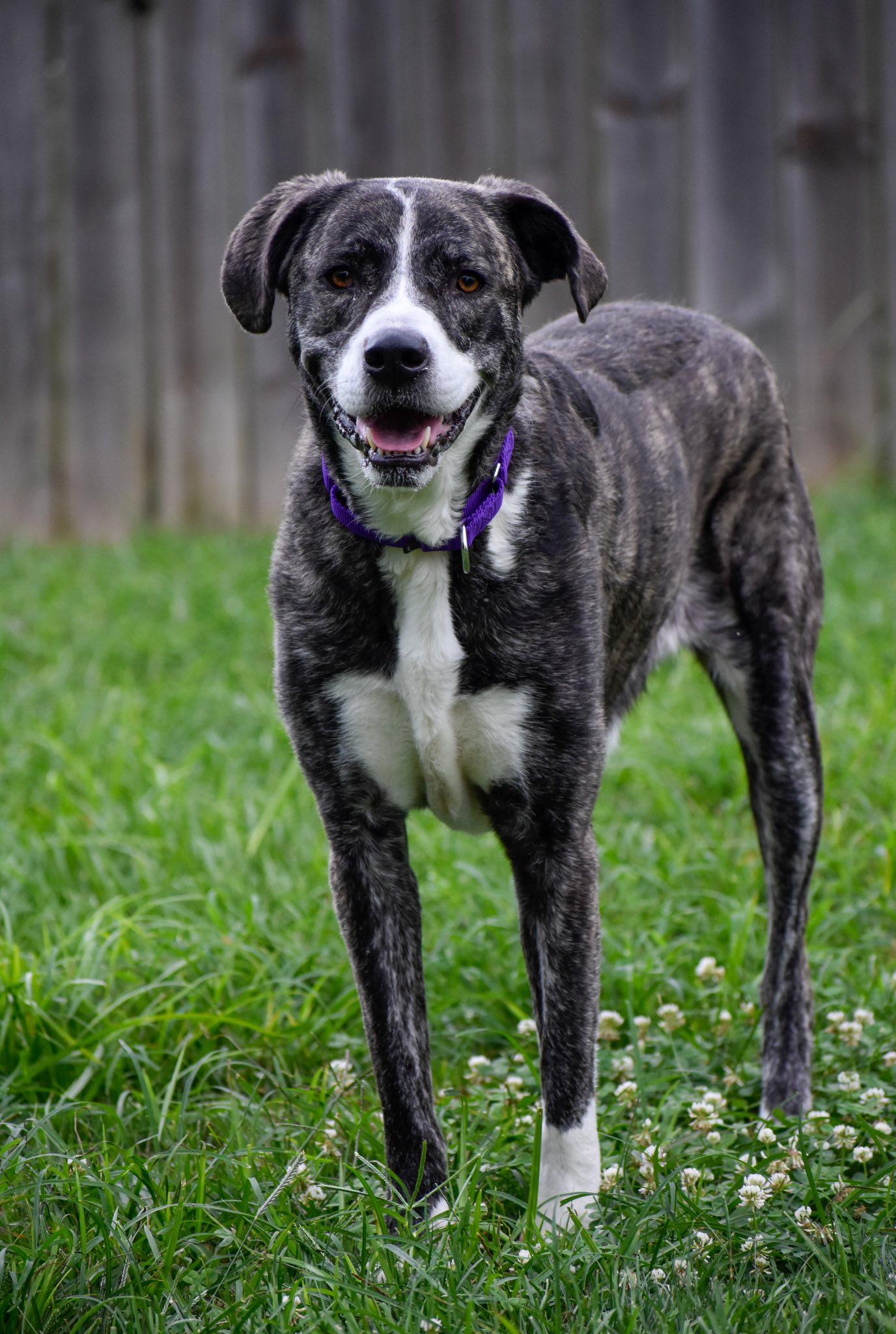 Enlarge Celine, a Adoptable Mixed Breed in Indianapolis, IN image 3/4