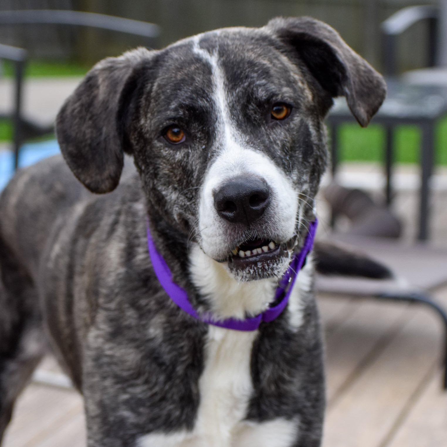 Celine, Adoptable, Adult Female Mixed Breed.