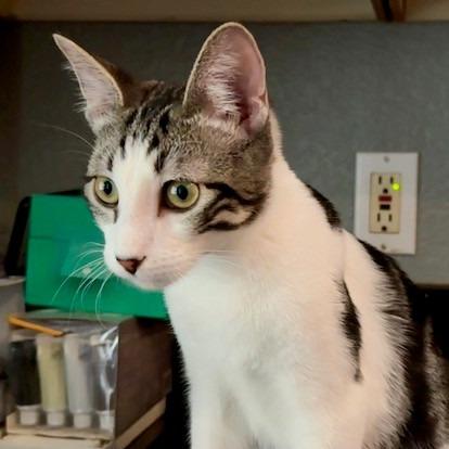 Brody, Adoptable, Young Male Domestic Short Hair.