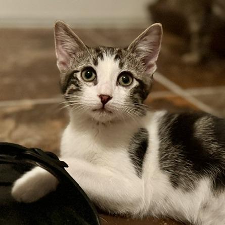 Enlarge Brody, a Adoptable Domestic Short Hair in Las Vegas, NV image 1/4