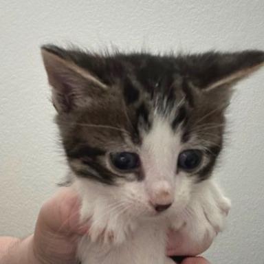Enlarge Brody, a Adoptable Domestic Short Hair in Las Vegas, NV image 2/4