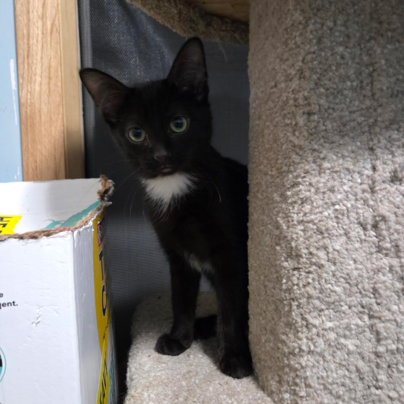 Enlarge Malcolm & Olivia, a Adoptable Domestic Short Hair in Saint Francis, MN image 2/5