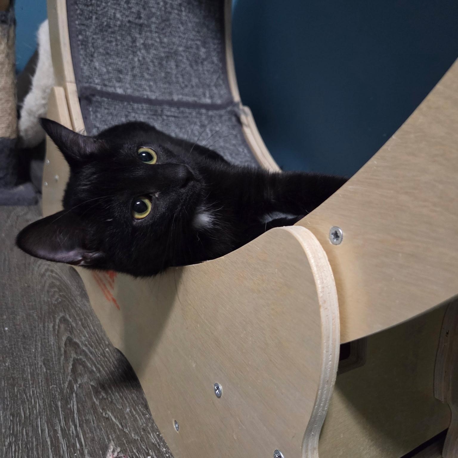 Enlarge Malcolm & Olivia, a Adoptable Domestic Short Hair in Saint Francis, MN image 3/5