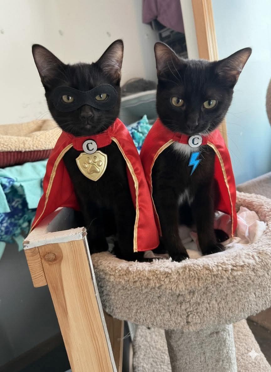 Malcolm & Olivia, Adoptable, Young Male Domestic Short Hair.