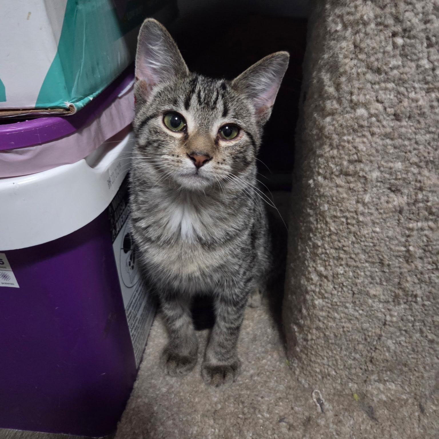 Enlarge Malcolm & Kia, a Adoptable Domestic Short Hair in Saint Francis, MN image 3/5