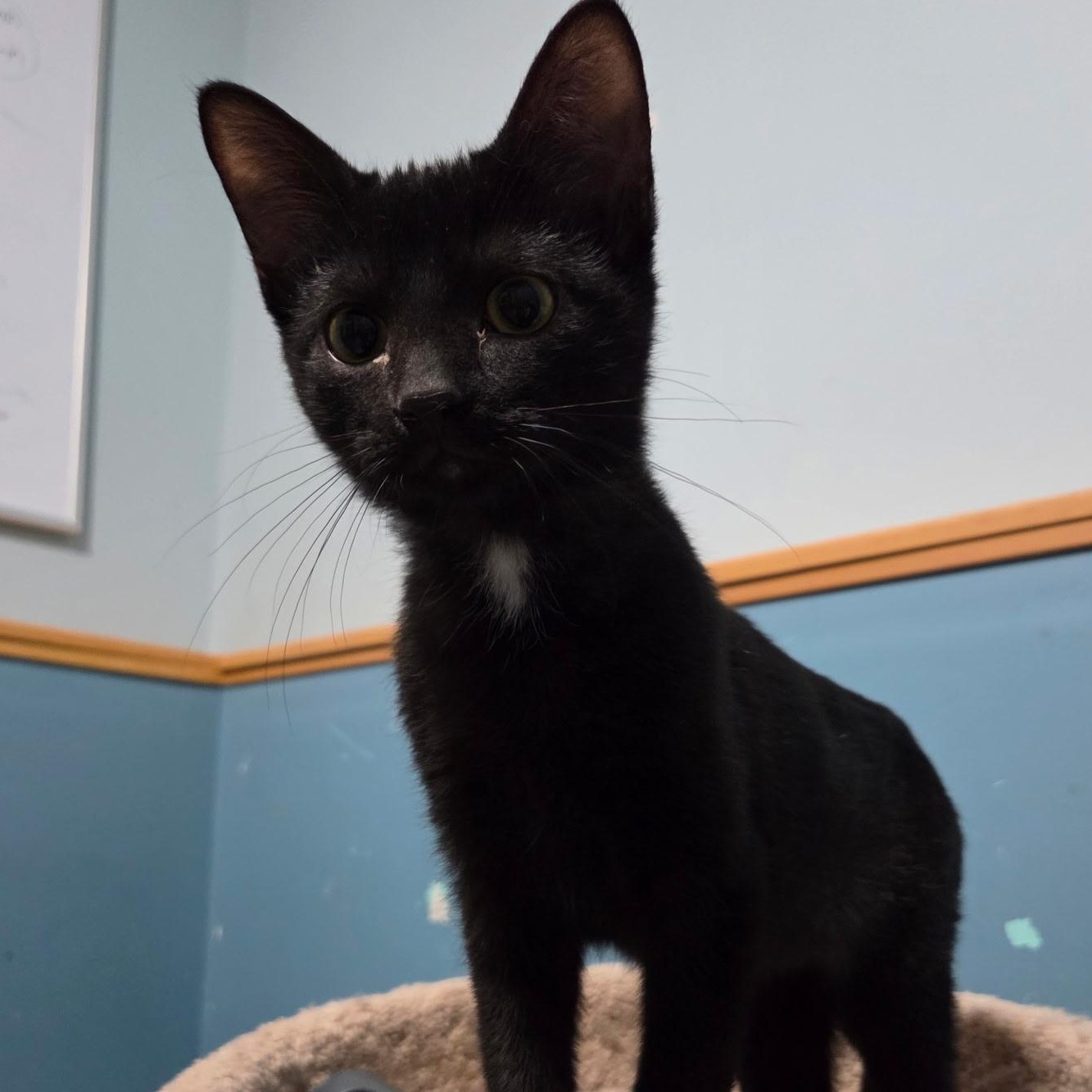 Enlarge Malcolm & Olivia, a Adoptable Domestic Short Hair in Saint Francis, MN image 4/5