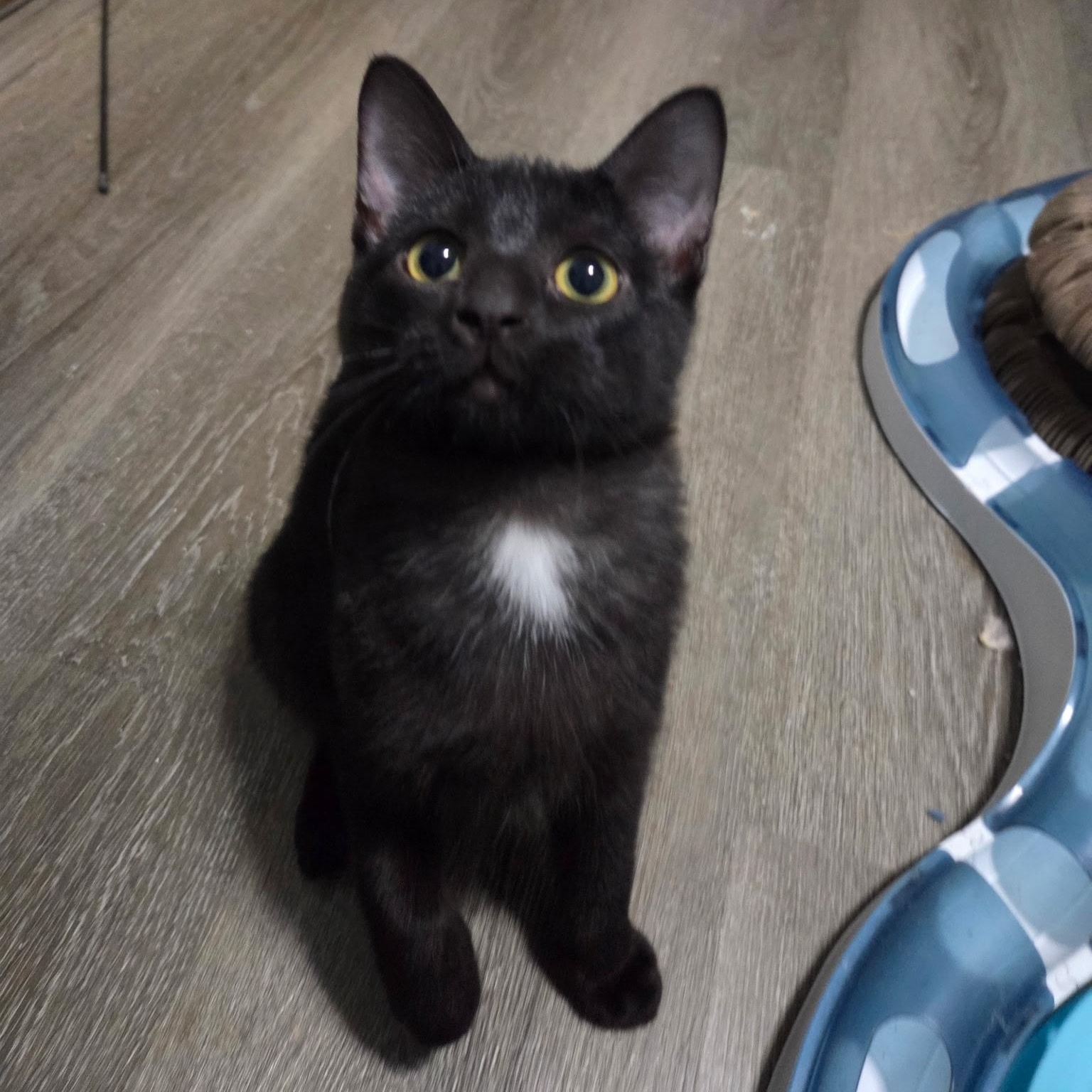 Enlarge Malcolm & Olivia, a Adoptable Domestic Short Hair in Saint Francis, MN image 5/5