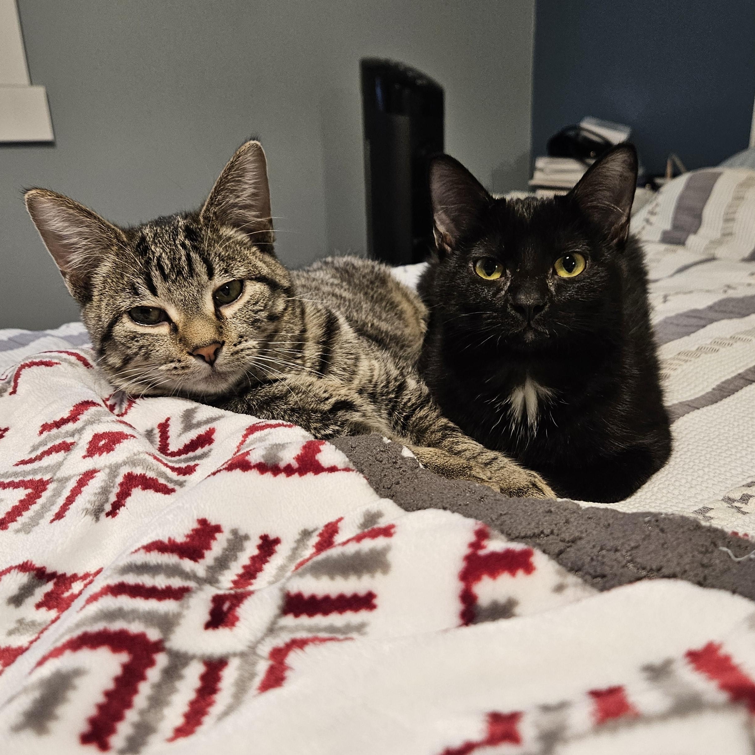 Malcolm & Kia, Adoptable, Young Male Domestic Short Hair.