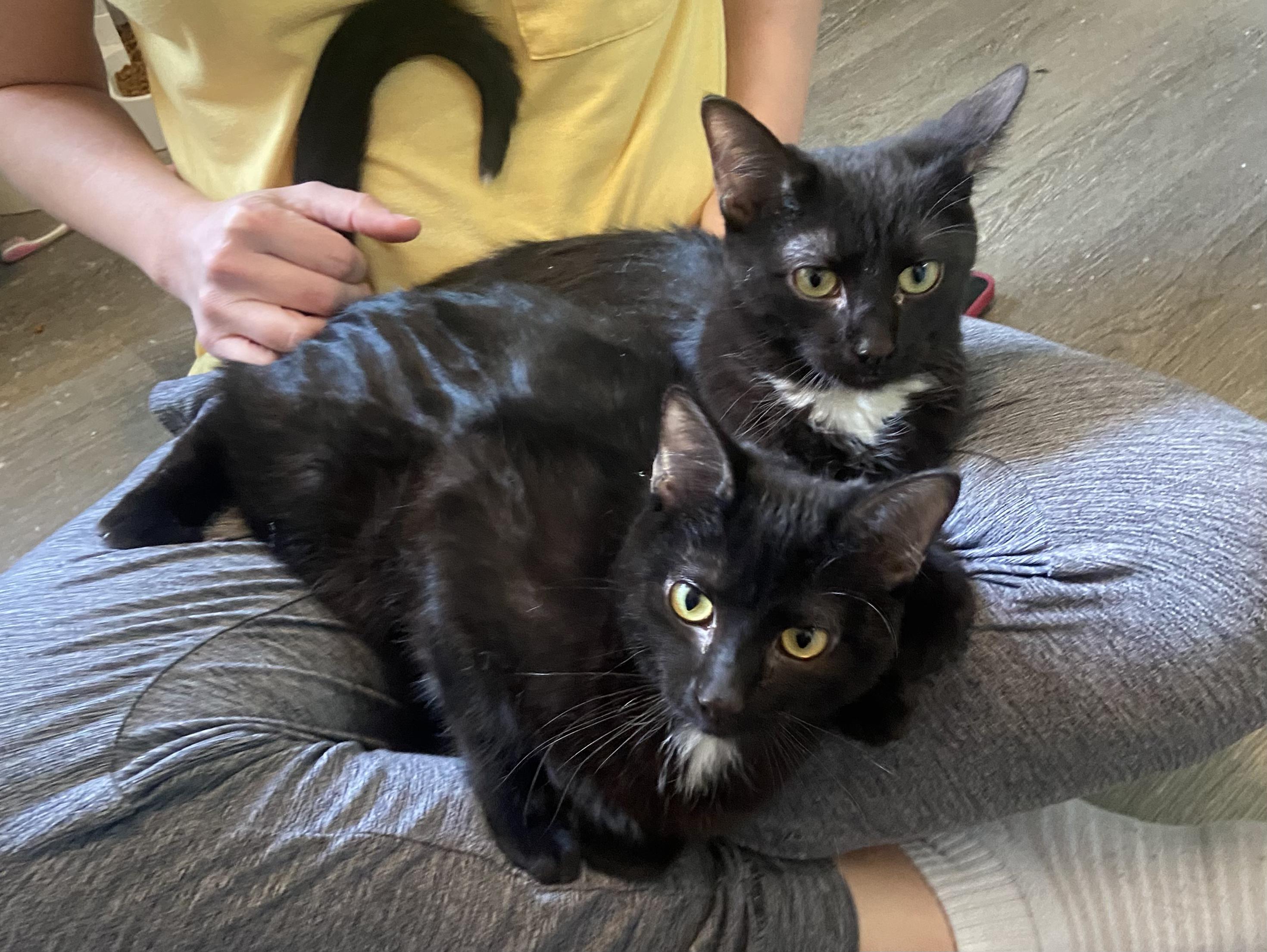 Enlarge Malcolm & Olivia, a Adoptable Domestic Short Hair in Saint Francis, MN image 1/5