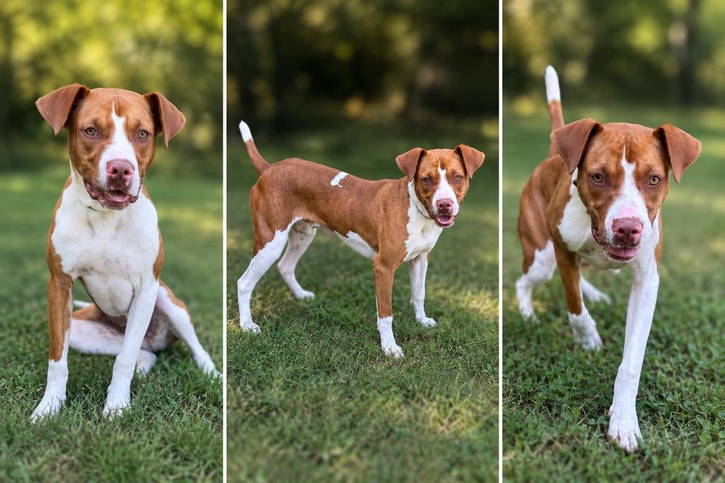 Boulder, a Adoptable mixed breed in Russellville, KY image 2/6