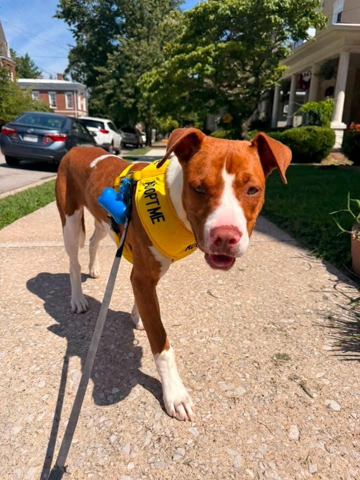 Boulder, a Adoptable mixed breed in Russellville, KY image 3/6