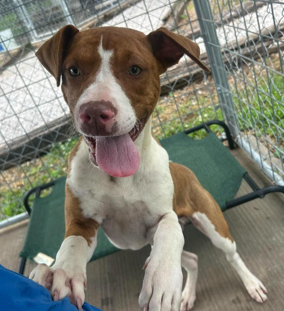 Boulder, Adoptable, Puppy Male Pit Bull Terrier & Hound.