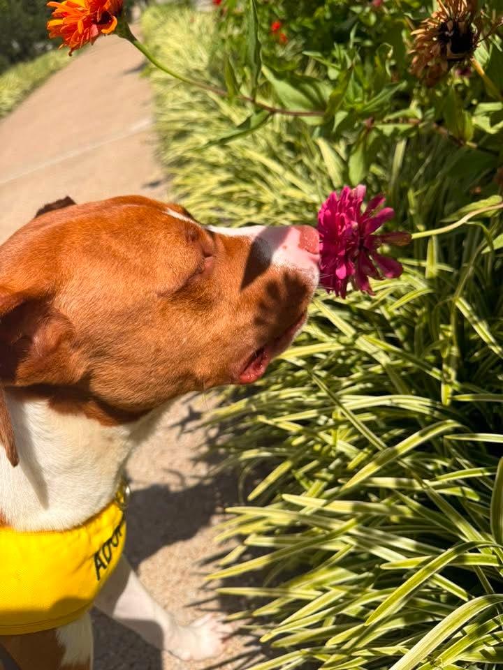 Boulder, a Adoptable mixed breed in Russellville, KY image 6/6