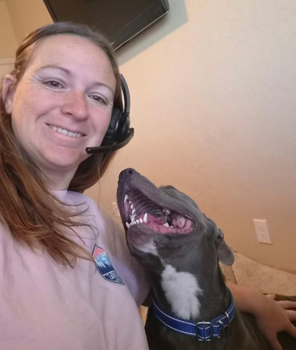 Chavo, Adoptable, Young Male American Staffordshire Terrier.