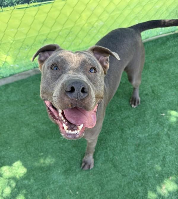 Enlarge Chavo, a Adoptable mixed breed in Tulare, CA image 2/6