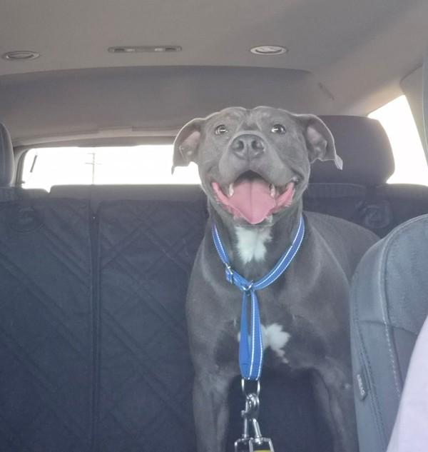 Enlarge Chavo, a Adoptable mixed breed in Tulare, CA image 5/6