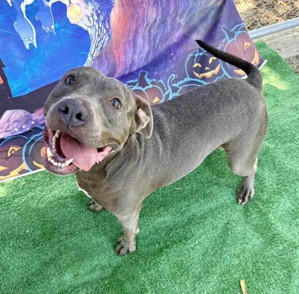 Enlarge Chavo, a Adoptable mixed breed in Tulare, CA image 6/6