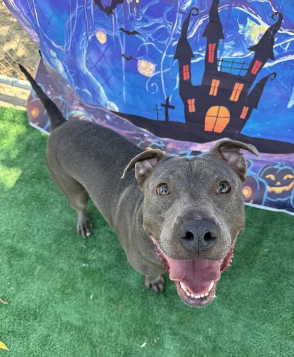 Chavo, a Adoptable mixed breed in Tulare, CA image 1/6