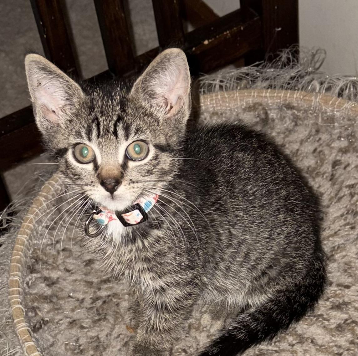 Enlarge Sheldon, a Adoptable Domestic Short Hair in Houghton Lake, MI image 1/1