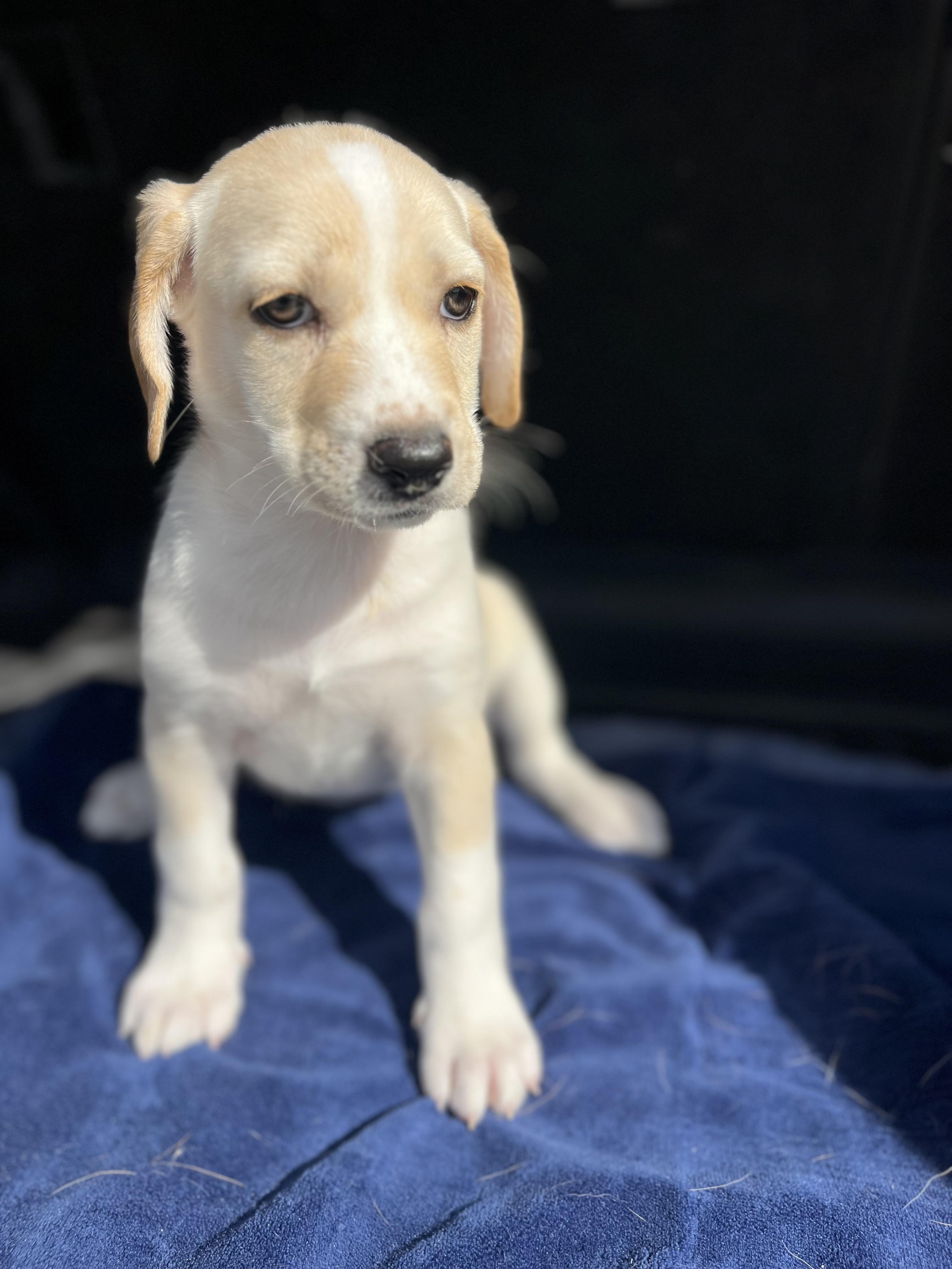 Florence, a Adoptable mixed breed in Poway, CA image 1/4