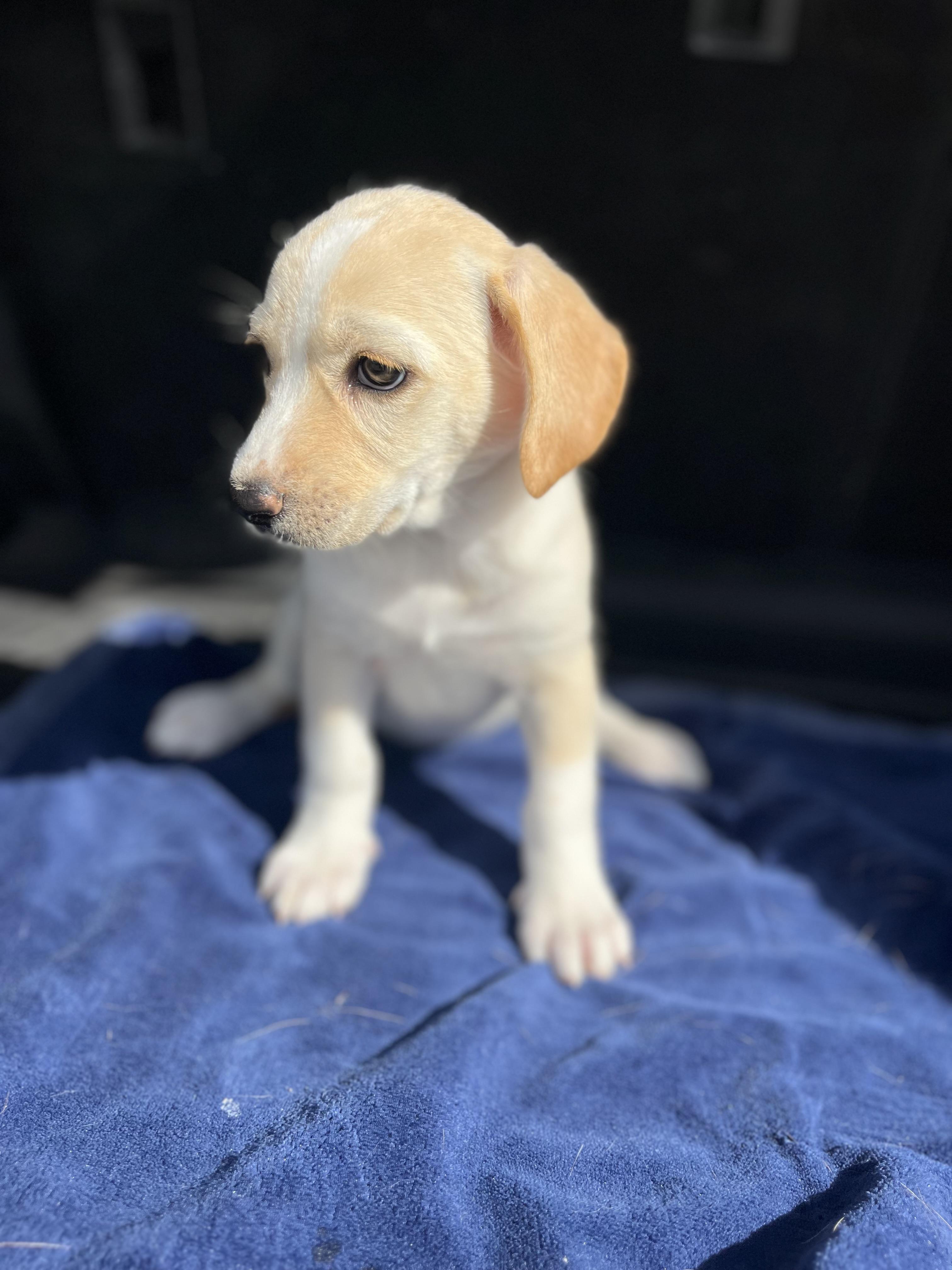 Florence, a Adoptable mixed breed in Poway, CA image 2/4
