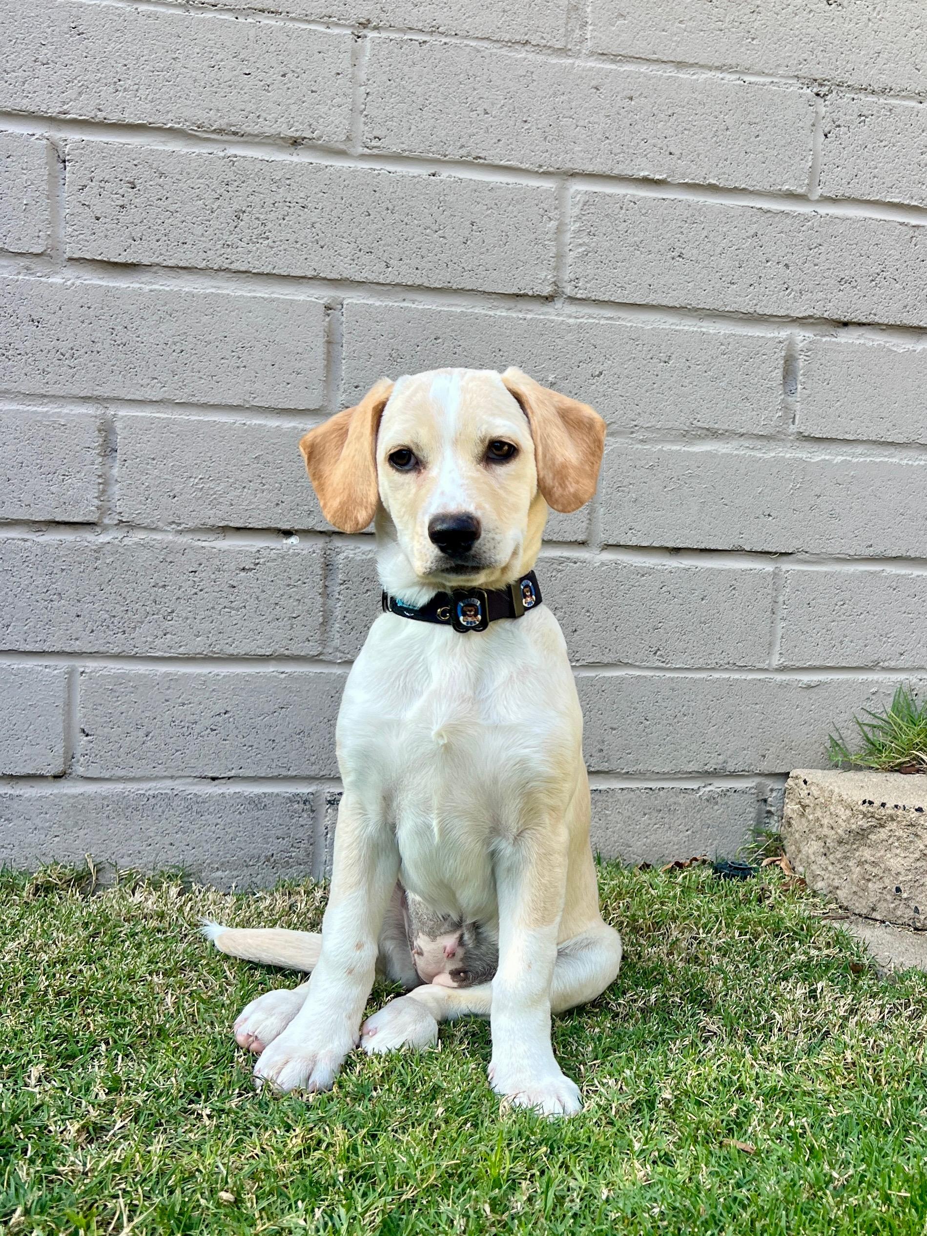 Enlarge Florence, an adopted mixed breed in Poway, CA image 1/3