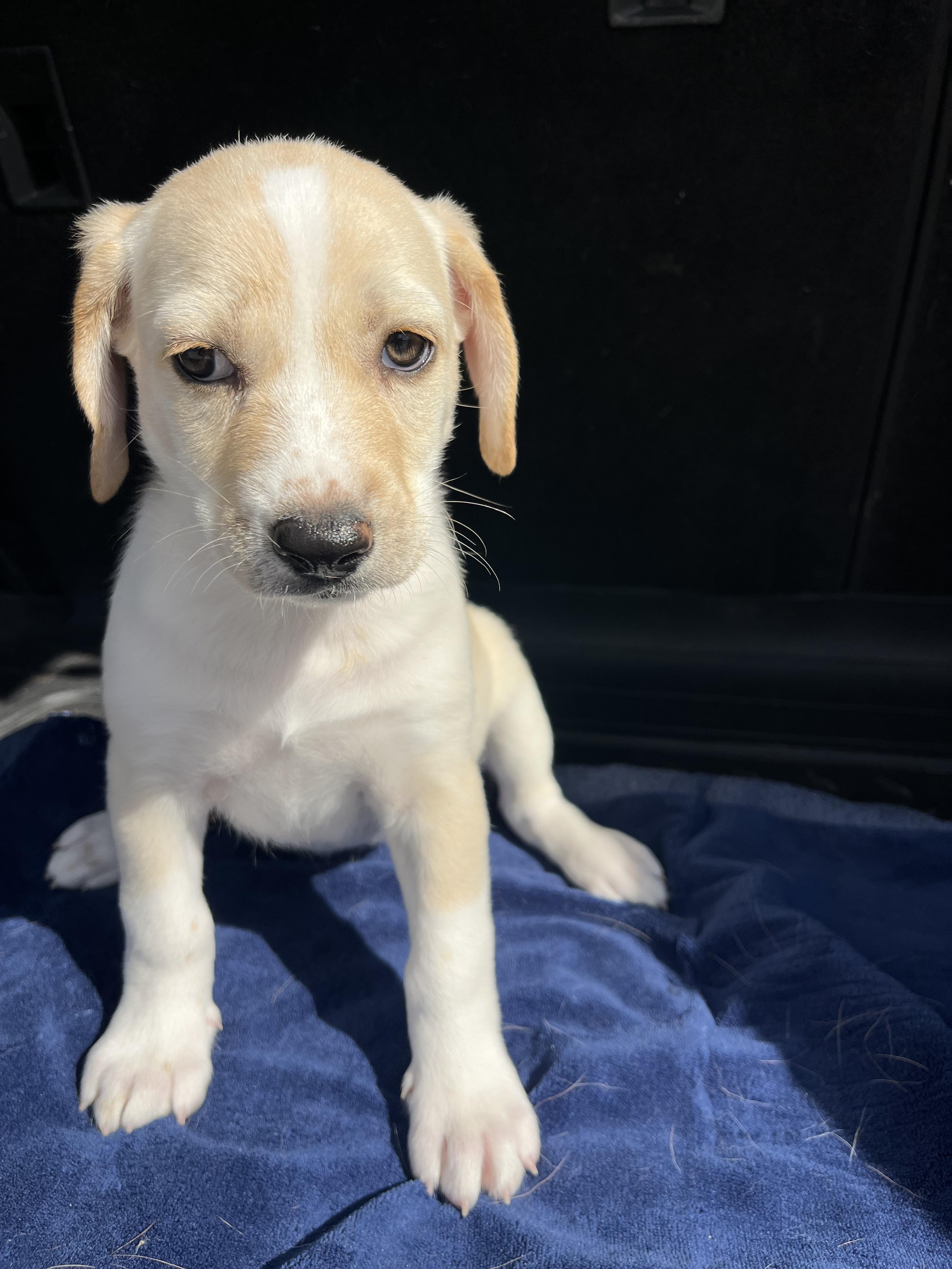 Florence, a Adoptable mixed breed in Poway, CA image 3/4