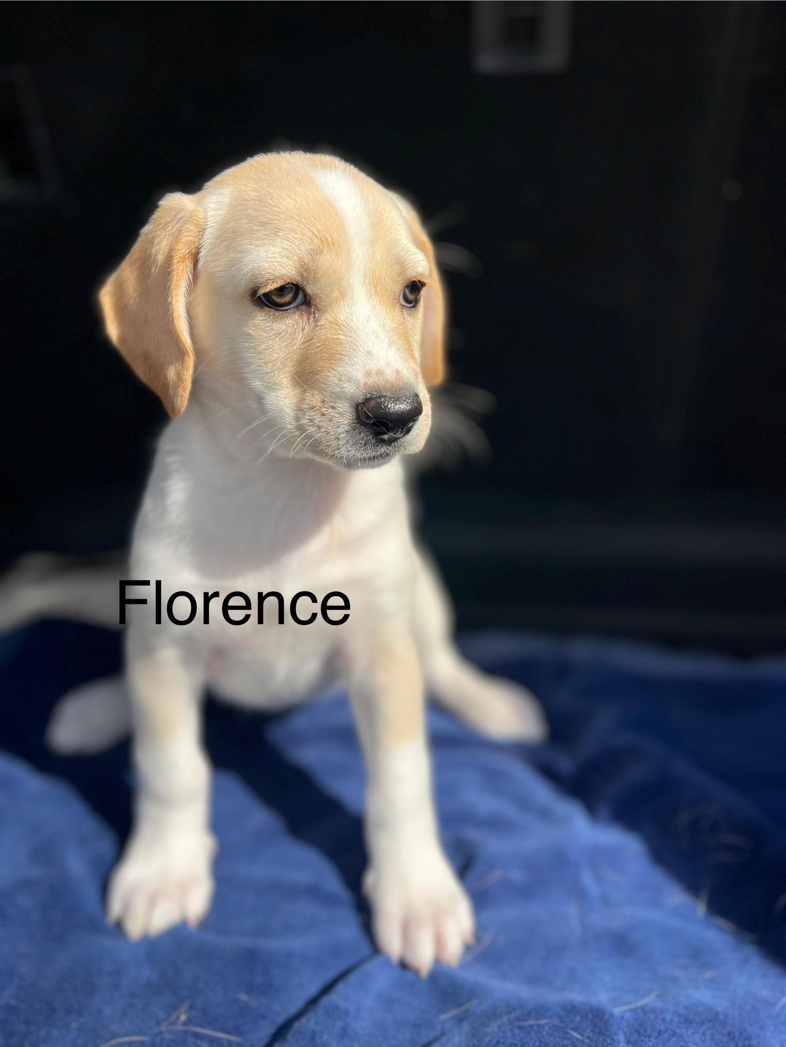 Florence, a Adoptable mixed breed in Poway, CA image 4/4