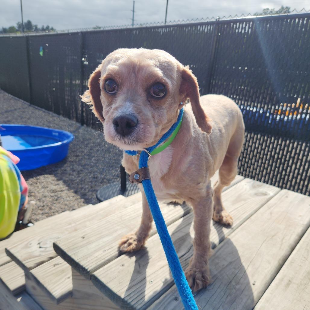 Enlarge Agnes, a Adoptable Miniature Poodle in Fort Wayne, IN image 2/5