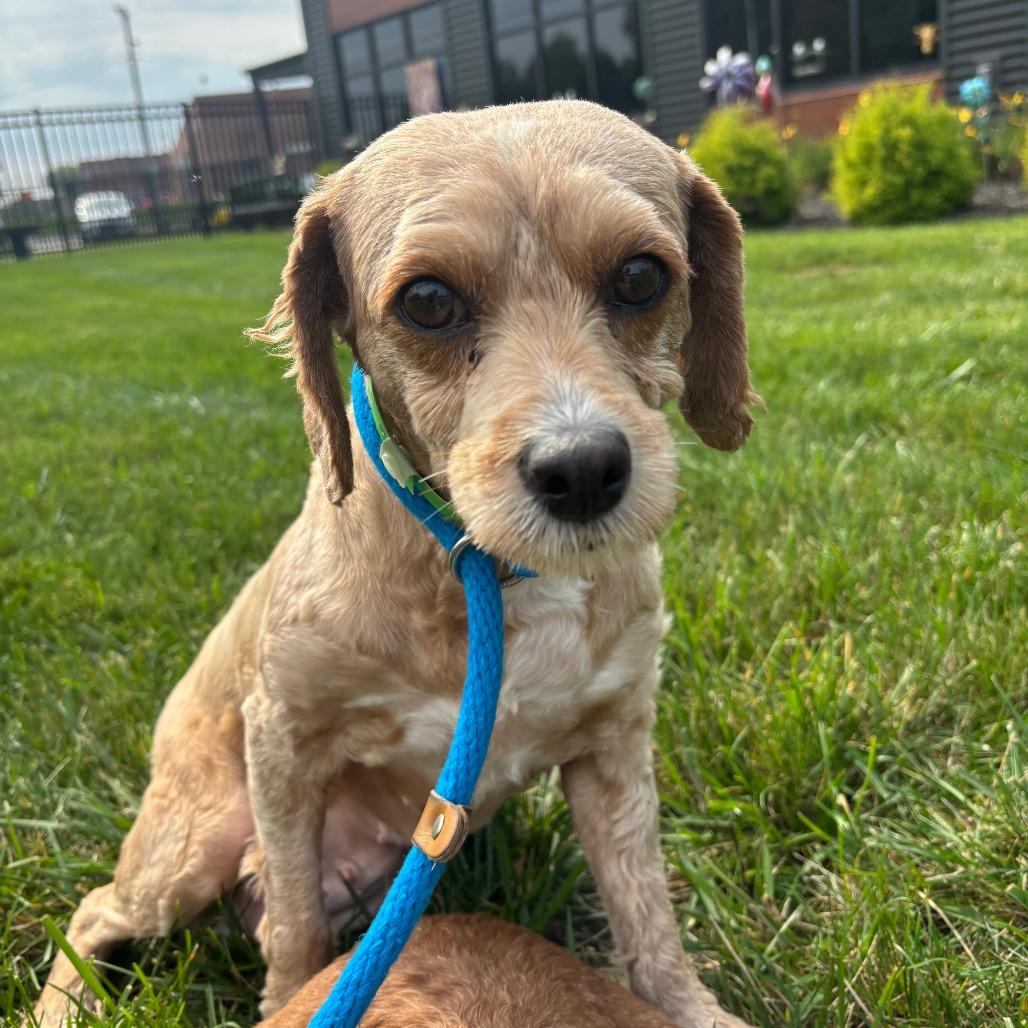 Enlarge Agnes, a Adoptable Miniature Poodle in Fort Wayne, IN image 3/5