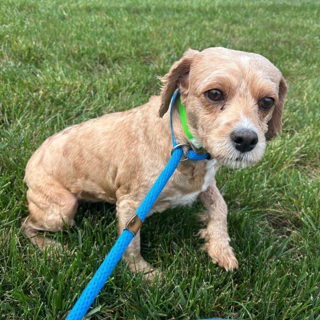 Enlarge Agnes, a Adoptable Miniature Poodle in Fort Wayne, IN image 4/5