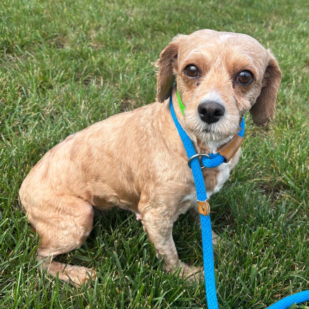 Enlarge Agnes, a Adoptable Miniature Poodle in Fort Wayne, IN image 5/5