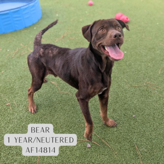 Enlarge Bear, a Adoptable Pit Bull Terrier in Supply, NC image 1/1