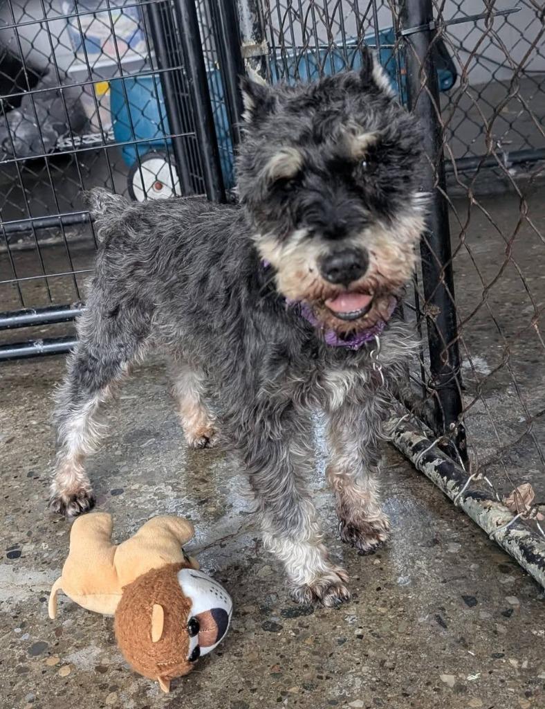 Webster, Adopted, Senior Male Schnauzer.