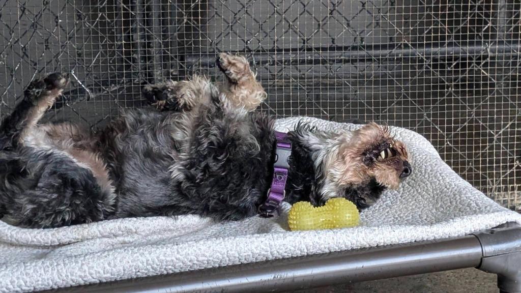 Enlarge Webster, a Adopted Schnauzer in Warren, MI image 2/6