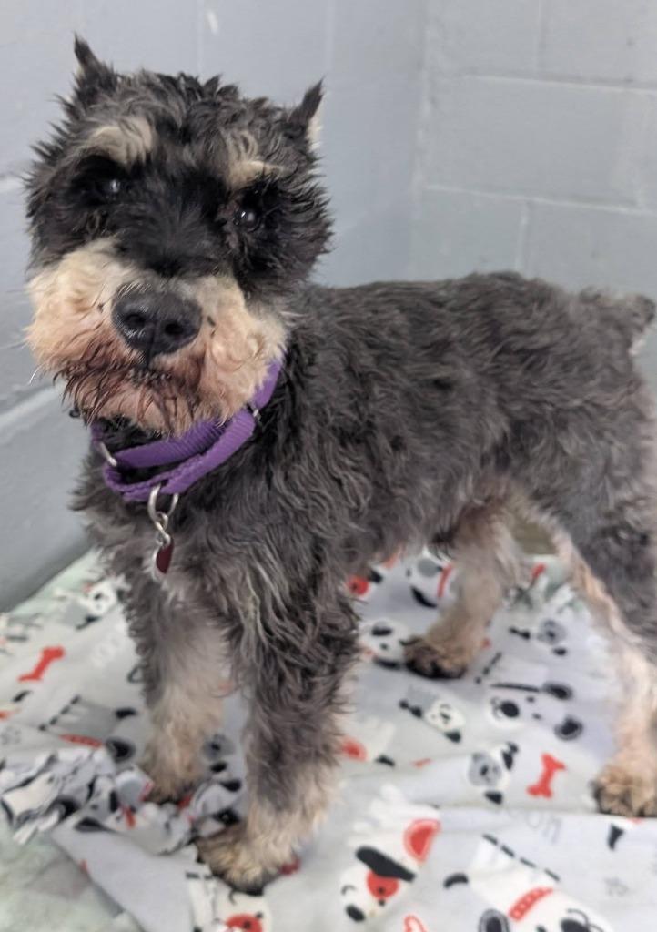 Enlarge Webster, a Adopted Schnauzer in Warren, MI image 3/6