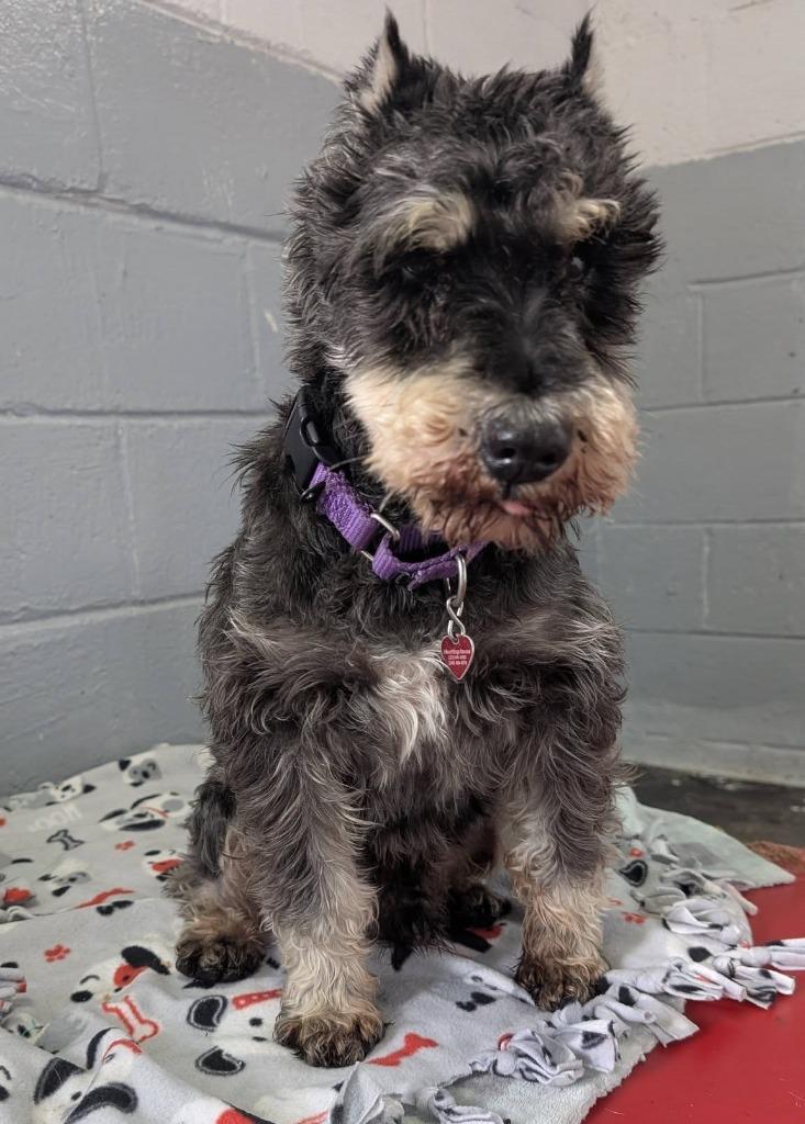 Enlarge Webster, a Adopted Schnauzer in Warren, MI image 4/6