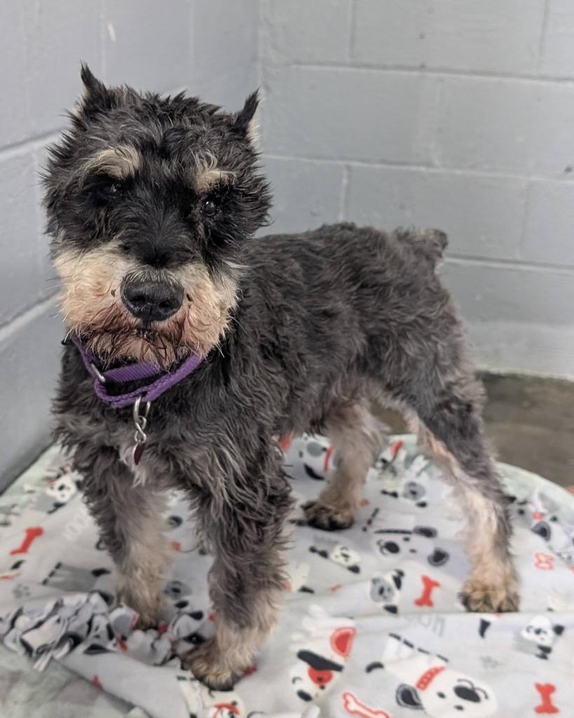 Enlarge Webster, a Adopted Schnauzer in Warren, MI image 5/6