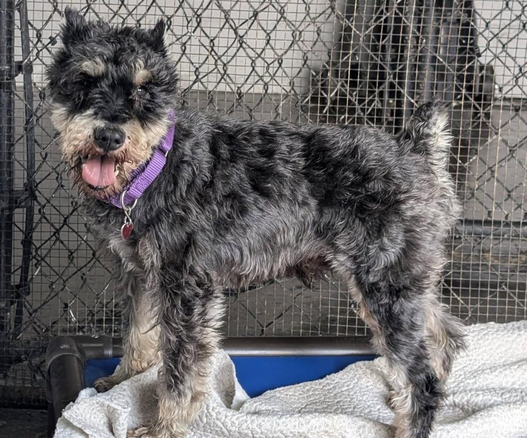 Enlarge Webster, a Adopted Schnauzer in Warren, MI image 6/6
