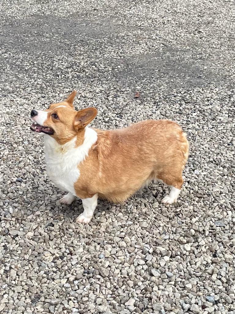 PRINCESS KONA, Adopted, Adult Female Pembroke Welsh Corgi.