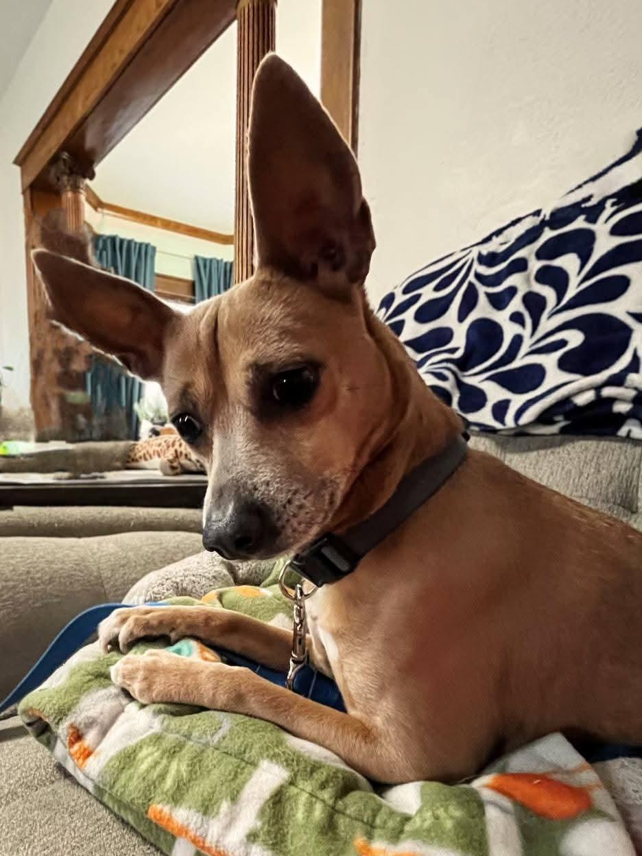 Enlarge Luka, a ADOPTABLE mixed breed in Sawyer, ND image 5/5