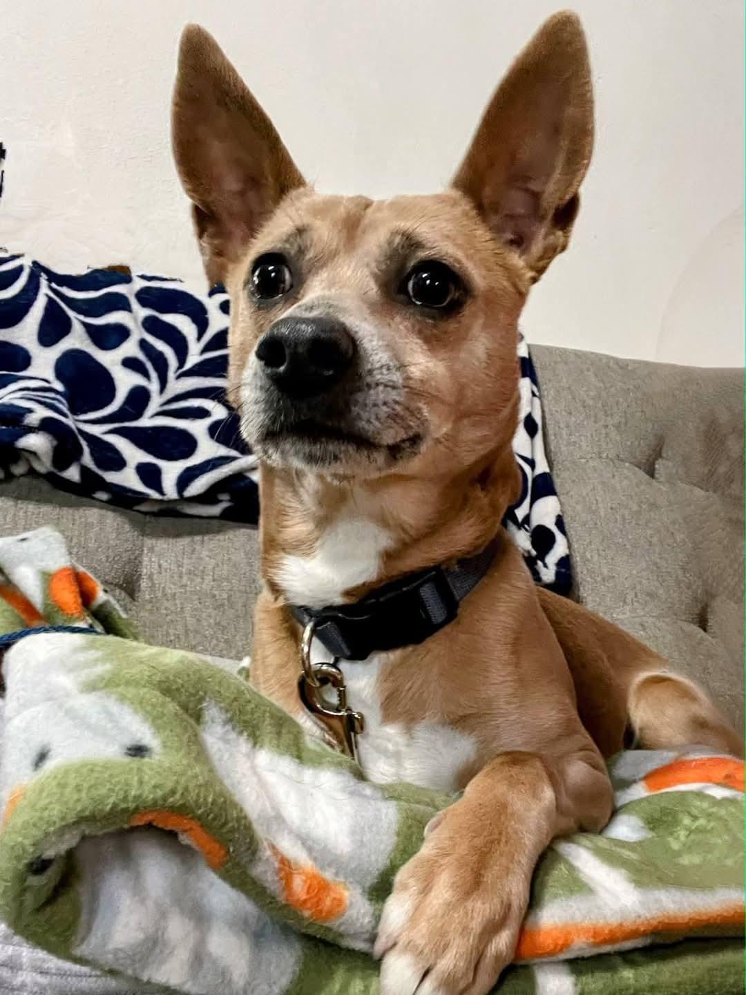 Luka, ADOPTABLE, Young Male Chihuahua.