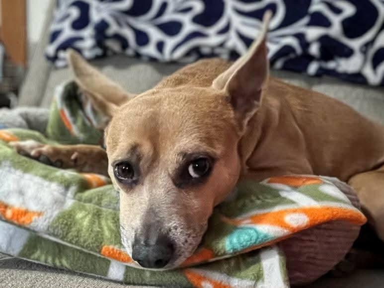 Enlarge Luka, a ADOPTABLE mixed breed in Sawyer, ND image 2/5