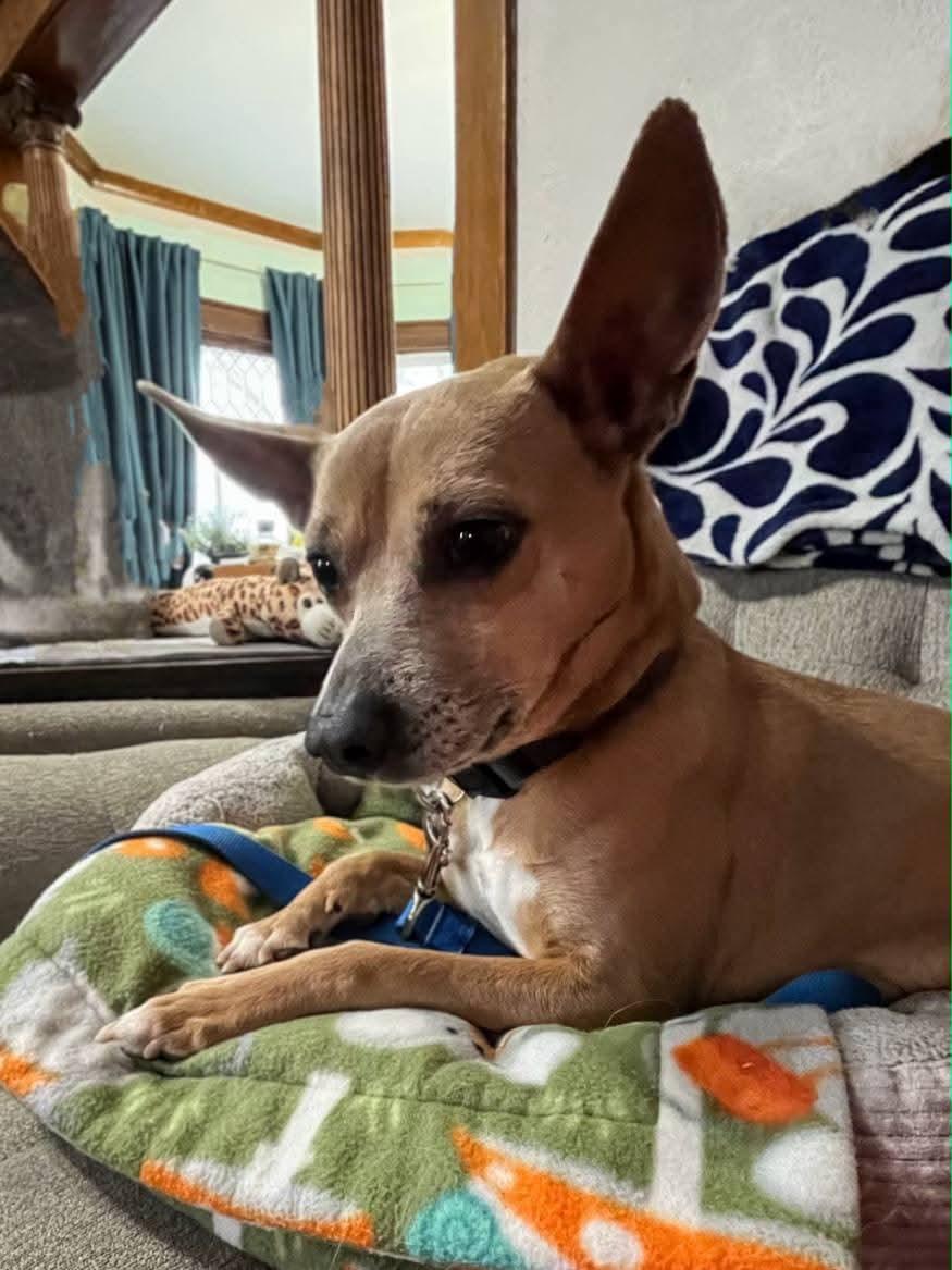 Enlarge Luka, a ADOPTABLE mixed breed in Sawyer, ND image 4/5